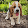 Photo №4. I will sell beagle in the city of Bremen. private announcement - price - 500$