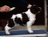 Additional photos: Spanish Water Dog puppies