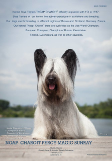 Photo №1. skye terrier - for sale in the city of Санкт-Петербург | 403$ | Announcement № 4553