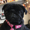 Photo №2 to announcement № 78230 for the sale of pug - buy in Poland private announcement