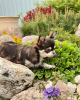 Photo №4. I will sell chihuahua in the city of Munich. breeder - price - 528$