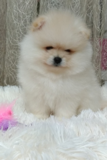 Photo №1. pomeranian - for sale in the city of Kaliningrad | Negotiated | Announcement № 5678