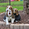 Photo №2 to announcement № 124727 for the sale of beagle - buy in Germany private announcement