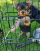 Photo №2 to announcement № 10841 for the sale of yorkshire terrier - buy in Russian Federation private announcement