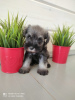 Photo №2 to announcement № 10425 for the sale of schnauzer - buy in Russian Federation breeder