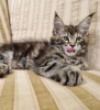 Photo №2 to announcement № 104303 for the sale of maine coon - buy in United States private announcement