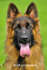 Photo №1. german shepherd - for sale in the city of Śrem | 1057$ | Announcement № 40222