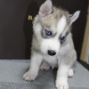 Additional photos: Siberian Husky puppies