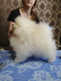 Photo №2 to announcement № 3748 for the sale of japanese spitz - buy in Russian Federation private announcement, breeder