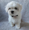 Photo №2 to announcement № 17334 for the sale of maltese dog - buy in Ukraine from nursery