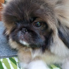 Additional photos: Pekingese puppies