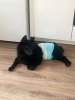 Photo №3. Schipperke Venya is looking for a home.. Russian Federation