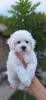 Photo №2 to announcement № 107276 for the sale of bichon frise - buy in Serbia 