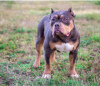 Photo №2 to announcement № 25715 for the sale of american bully - buy in Russian Federation breeder