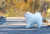 Photo №3. Japanese Spitz puppies. Estonia