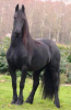 Photo №3. FRIESIEN HORSE NEEDS NEW HOME in France
