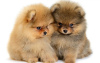 Photo №1. pomeranian - for sale in the city of Çorlu | 2$ | Announcement № 42085