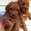 Photo №2 to announcement № 11363 for the sale of poodle (dwarf) - buy in Ukraine private announcement