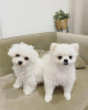 Photo №1. bichon frise - for sale in the city of Stockholm | negotiated | Announcement № 83892