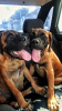 Photo №2 to announcement № 24379 for the sale of bullmastiff - buy in Sweden private announcement