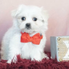 Photo №1. maltese dog - for sale in the city of Бордо | 371$ | Announcement № 107574