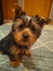 Photo №4. I will sell beaver yorkshire terrier, yorkshire terrier in the city of Vilnius. private announcement, from nursery, breeder - price - 634$