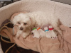 Photo №1. maltese dog - for sale in the city of Флорида Сити | 500$ | Announcement № 101285