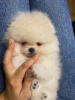 Photo №2 to announcement № 110355 for the sale of pomeranian - buy in Germany private announcement