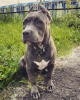 Additional photos: American Bully puppies for sale