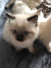 Photo №4. I will sell ragdoll in the city of Jüterbog. private announcement, from nursery - price - 370$