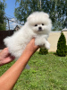 Photo №2 to announcement № 124444 for the sale of pomeranian - buy in Germany private announcement