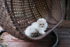 Photo №1. pomeranian - for sale in the city of Берлингероде | Is free | Announcement № 116043