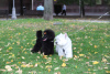 Photo №4. I will sell poodle (toy) in the city of Belgrade. breeder - price - negotiated