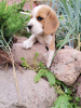 Photo №2 to announcement № 11182 for the sale of beagle - buy in Belarus private announcement