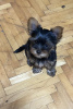 Photo №1. yorkshire terrier - for sale in the city of Kruševac | 475$ | Announcement № 110849