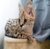 Photo №3. SAVANNAH KITTEN. United States