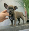 Photo №2 to announcement № 107779 for the sale of chihuahua - buy in Finland private announcement, breeder