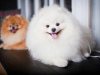 Photo №2 to announcement № 8525 for the sale of german spitz - buy in Russian Federation breeder