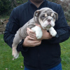 Photo №1. english bulldog - for sale in the city of Saarbrücken | 407$ | Announcement № 107204