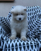 Additional photos: Samoyed puppies for sale