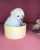 Additional photos: toy poodle puppies