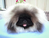 Photo №2 to announcement № 9211 for the sale of pekingese - buy in Ukraine breeder
