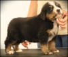 Photo №4. I will sell bernese mountain dog in the city of Belgrade. breeder - price - negotiated