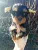 Additional photos: Yorkie/Kawaiiork puppies