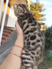 Photo №3. Bengal, bengal cat, kittens. Belarus