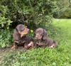 Photo №1. dachshund - for sale in the city of Berlin | Is free | Announcement № 100215