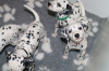 Photo №1. dalmatian dog - for sale in the city of Copenhague | Is free | Announcement № 125670