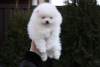 Photo №1. pomeranian - for sale in the city of Kuwait City | negotiated | Announcement № 12339