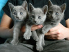 Photo №1. russian blue - for sale in the city of Antakya | negotiated | Announcement № 10007