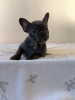 Photo №4. I will sell french bulldog in the city of Berlin. private announcement, breeder - price - 423$
